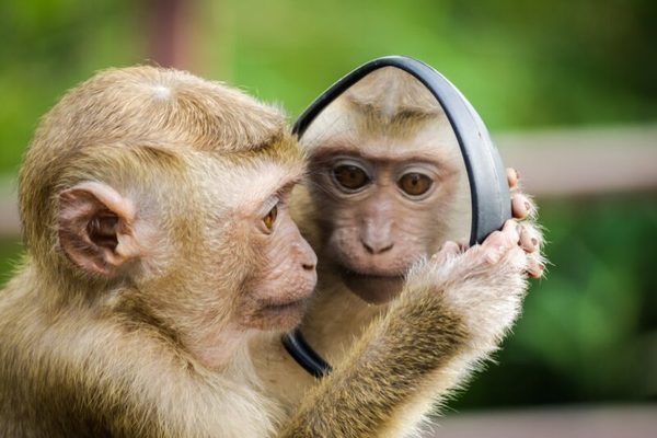 Tuổi Ngọ và Tuổi Thân Có Hợp Nhau Không? Giải Mã Sự Tương Hợp Trong Tình Yêu và Làm Ăn