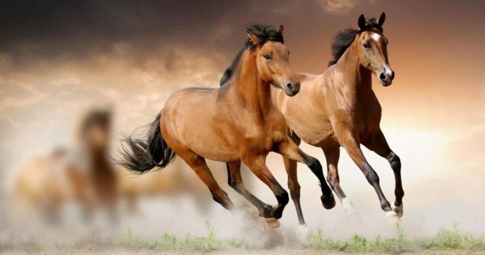 Tuổi Ngọ và Tuổi Thân Có Hợp Nhau Không? Giải Mã Sự Tương Hợp Trong Tình Yêu và Làm Ăn
